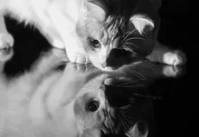 black and white cats animals grayscale Art HD Wallpaper